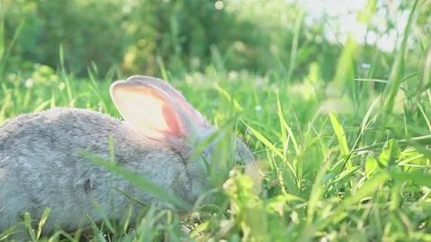 Cute adorable fluffy gray rabbit grazing on lawn of green young grass backyard Stock Footage 201153751