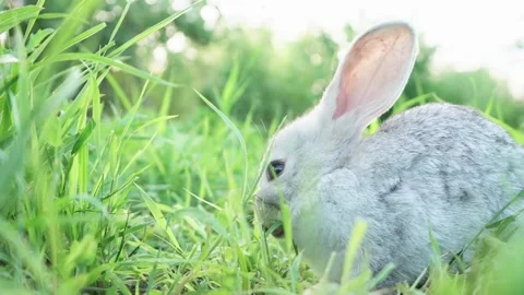 Cute adorable fluffy gray rabbit grazing on lawn of green young grass backyard Stock Footage 202055089