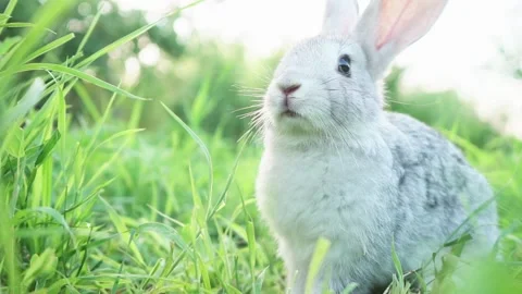 Cute adorable fluffy gray rabbit grazing on lawn of green young grass backyard Stock Footage 202156448