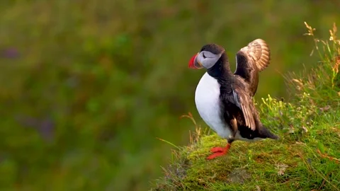 Cute Adorable Puffin Flaps Wings in Slow Motion Warm Sunlight Summer Close Up. Stock Footage 256716566