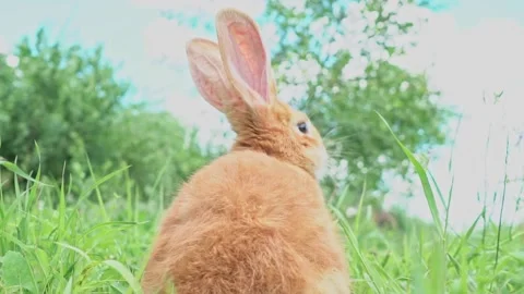 Cute adorable red fluffy rabbit sitting on the green grass lawn in the backyard Video stock 198914220