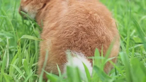 Cute adorable red fluffy rabbit sitting on the green grass lawn in the backyard Stock Footage 198915243