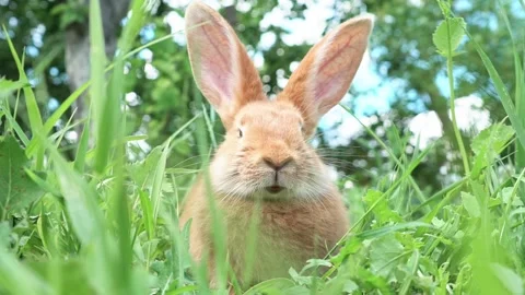 Cute adorable red fluffy rabbit sitting on the green grass lawn in the backyard Stock Footage 198915281