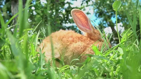 Cute adorable red fluffy rabbit sitting on the green grass lawn in the backyard Video stock 199402218