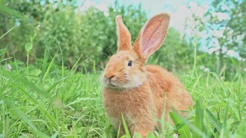 Cute adorable red fluffy rabbit sitting on the green grass lawn in the backyard Stock Footage 199402270
