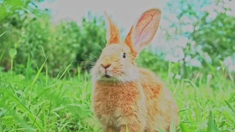 Cute adorable red fluffy rabbit sitting on the green grass lawn in the backyard Stock Footage 199497045