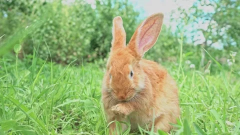 Cute adorable red fluffy rabbit sitting on the green grass lawn in the backyard Stock Footage 199497101