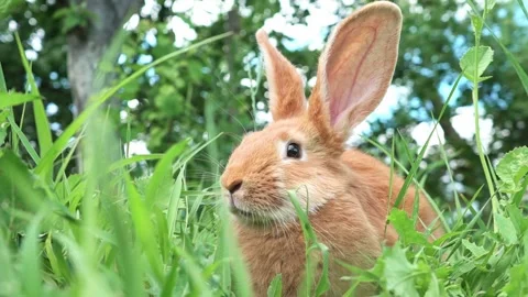 Cute adorable red fluffy rabbit sitting on the green grass lawn in the backyard Video stock 199497193