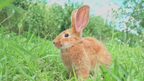 Cute adorable red fluffy rabbit sitting on the green grass lawn in the backyard Video stock 199498292