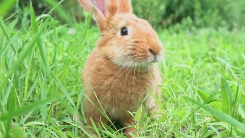 Cute adorable red fluffy rabbit sitting on the green grass lawn in the backyard Stock Footage 199498631