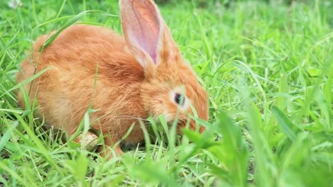 Cute adorable red fluffy rabbit sitting on the green grass lawn in the backyard Stock Footage 199498692