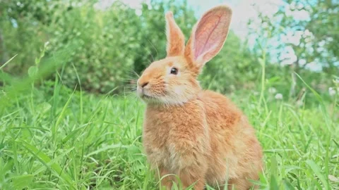 Cute adorable red fluffy rabbit sitting on the green grass lawn in the backyard Stock Footage 200238919