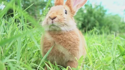 Cute adorable red fluffy rabbit sitting on the green grass lawn in the backyard Stock Footage 200708311