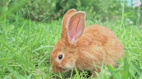 Cute adorable red fluffy rabbit sitting on the green grass lawn in the backyard Stock Footage 200708389