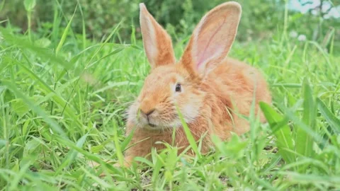Cute adorable red fluffy rabbit sitting on the green grass lawn in the backyard Video stock 200870828