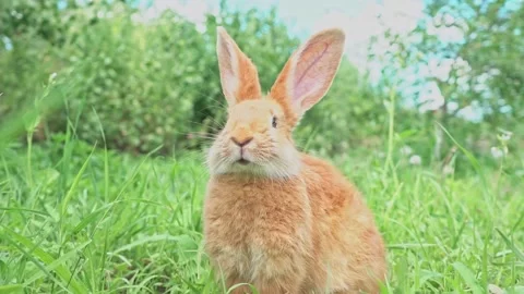 Cute adorable red fluffy rabbit sitting on the green grass lawn in the backyard Stock Footage 200994405