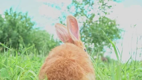Cute adorable red fluffy rabbit sitting on the green grass lawn in the backyard Stock Footage 201153177