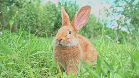 Cute adorable red fluffy rabbit sitting on the green grass lawn in the backyard Stock Footage 201153769