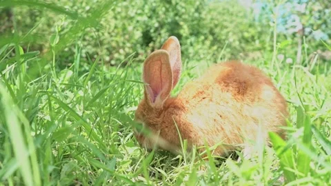 Cute adorable red fluffy rabbit sitting on the green grass lawn in the backyard Stock Footage 201153793