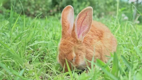 Cute adorable red fluffy rabbit sitting on the green grass lawn in the backyard Stock Footage 201712654