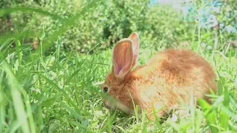 Cute adorable red fluffy rabbit sitting on the green grass lawn in the backyard Stock Footage 201837599