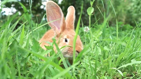 Cute adorable red fluffy rabbit sitting on the green grass lawn in the backyard Stock Footage 201909031