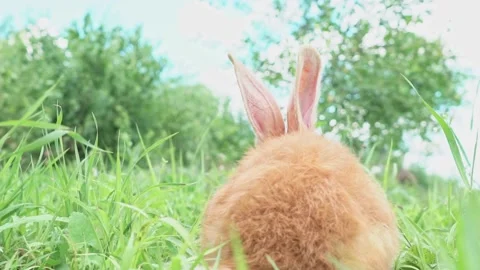 Cute adorable red fluffy rabbit sitting on the green grass lawn in the backyard Stock Footage 202156372