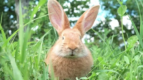 Cute adorable red fluffy rabbit sitting on the green grass lawn in the backyard Video stock 202156489