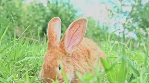 Cute adorable red fluffy rabbit sitting on the green grass lawn in the backyard Stock Footage 202195736