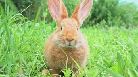 Cute adorable red fluffy rabbit sitting on the green grass lawn in the backyard Video stock 203998746