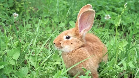 Cute adorable red fluffy rabbit sitting on the green grass lawn in the backyard Stock Footage 203998820