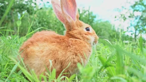 Cute adorable red fluffy rabbit sitting on the green grass lawn in the backyard Video stock 203998893