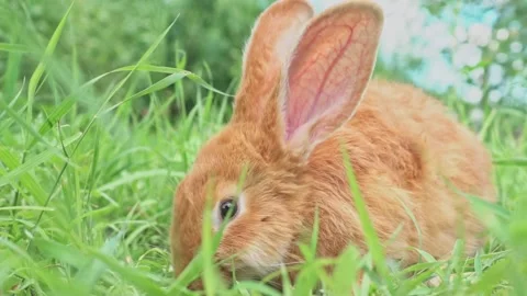 Cute adorable red fluffy rabbit sitting on the green grass lawn in the backyard Stock Footage 205112909