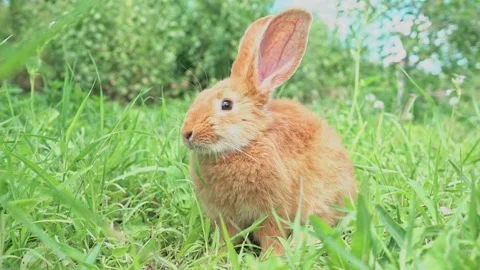 Cute adorable red fluffy rabbit sitting on the green grass lawn in the backyard Stock Footage 205112982