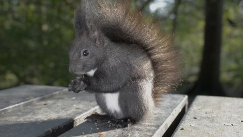 Cute adorable red squirrel eating walnut on wooden bench in city park Stock Footage 120806495