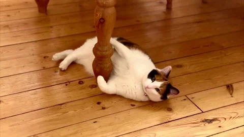 Cute adult calico cat lying on side under wooden table leg with wooden floor Stock Footage 341908367