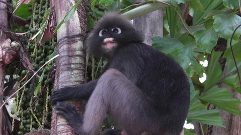 Cute adult dusky leaf monkey or spectacled Dusky Langur is sitting on the tree Stock Footage 73036215