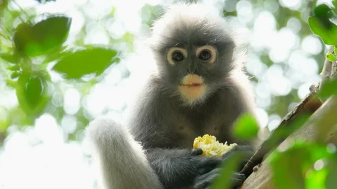 Cute adult dusky leaf monkey Stock Footage 88870489