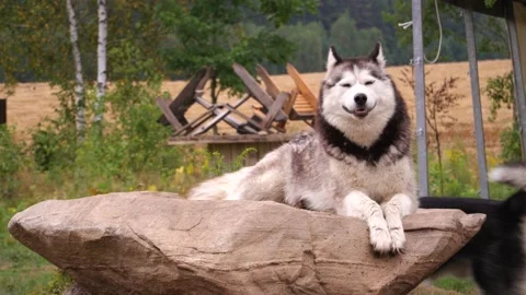 A cute adult husky dog is lying on a large rock. Stock Footage