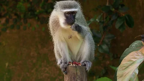 A cute adult monkey sitting while eating peanuts Stock Footage