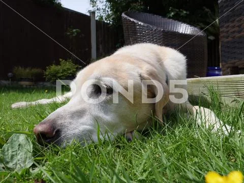 Cute adult yellow labrador sleeping in grass garden Stock Photos
