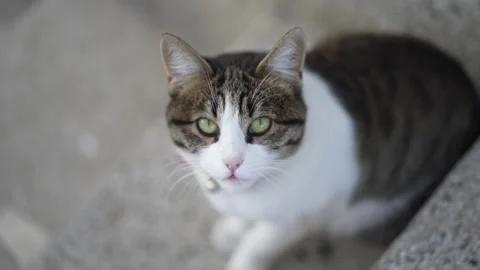 Cute aegean cat look at camera and lick mouth in slow motion, selective focus Video stock 330046555