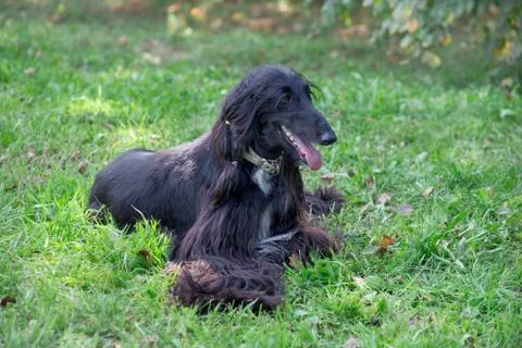 Cute afghan hound is lying on a green meadow. Eastern greyhound. Stock Photos