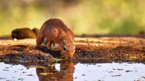 A cute African ground squirrel drinks from a muddy puddle at a watering hole. Stock Footage 324896072