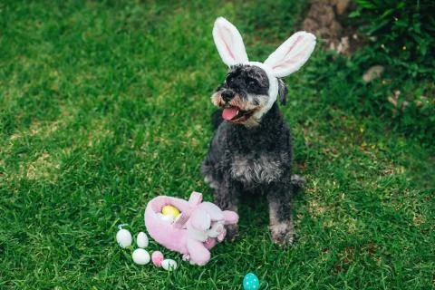 Cute Airedale Terrier dog in Easter bunny ears with eggs and basket sitting on Stock Photos