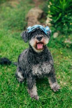 Cute Airedale Terrier dog in Easter bunny mask sitting on grass in garden. Stock Photos