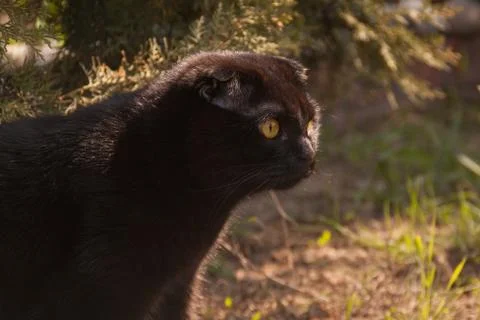 A cute all-black chocolate young yellow-eyed Scottish fold cat walks among th Stock Photos