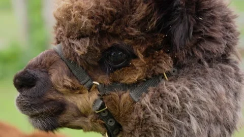Cute alpaca close-up Video stock 245432250