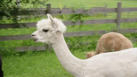 Cute alpaca in field Video stock 245437183