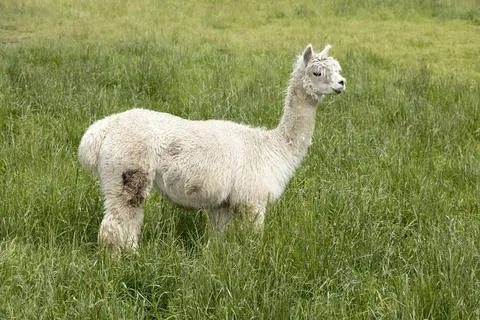 Cute alpaca in the grass. Stock Photos